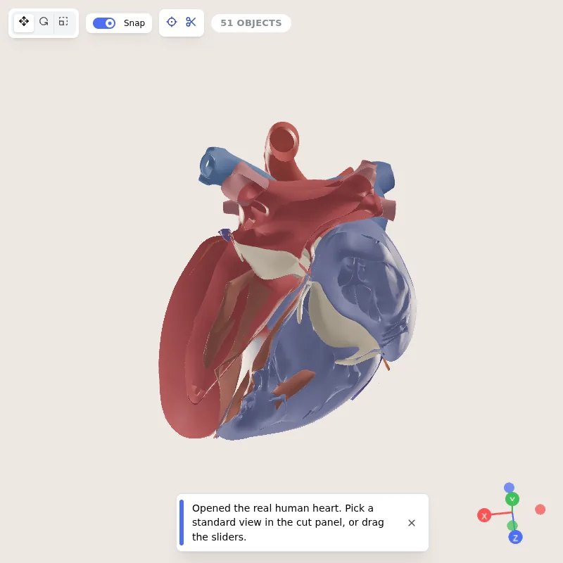 A real human heart model opened along the four-chamber plane