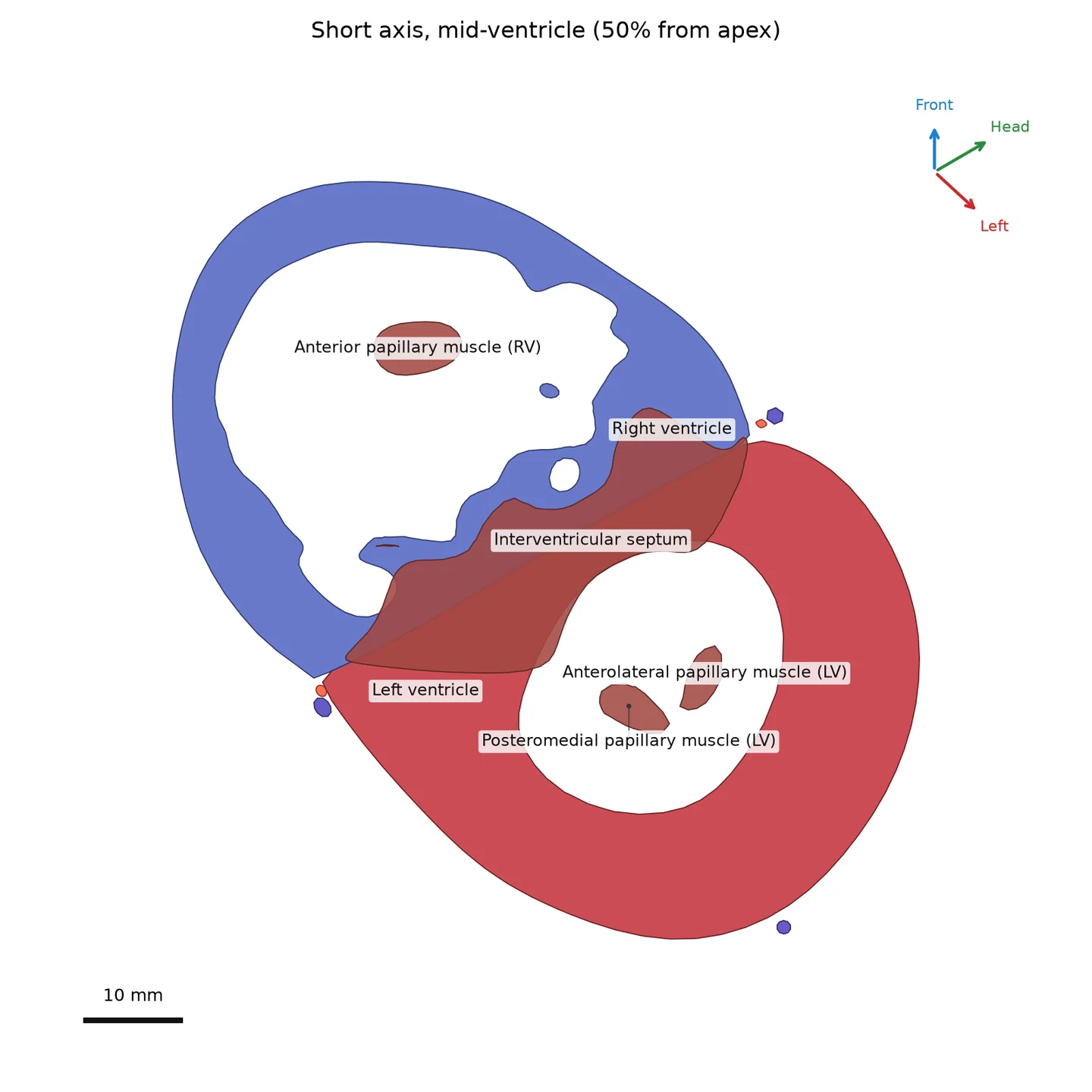 A labelled short-axis slice through the heart
